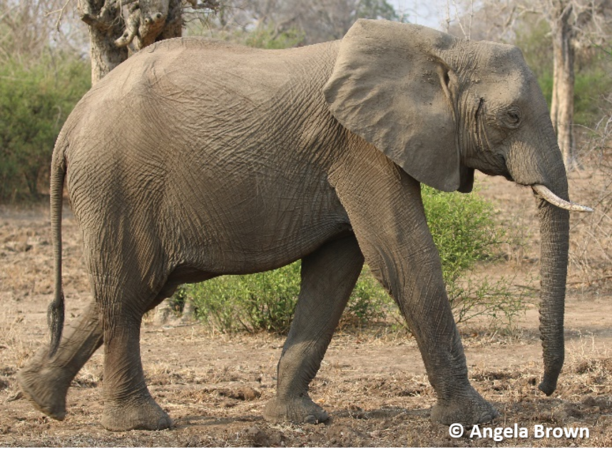 Open Source Satellite. The Blind Man and The Elephant. Credit Angela Brown